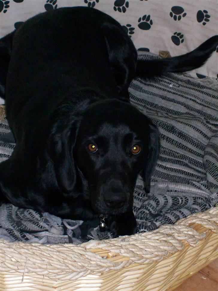 Labrador retriever Tilde - Hehe søde thilde.. :) billede 5