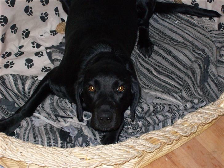 Labrador retriever Tilde - pas på....... nu kommer jeg.... :D  billede 7