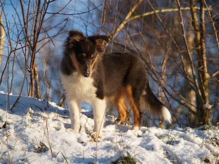 Shetland sheepdog Angel - R.I.P billede 6