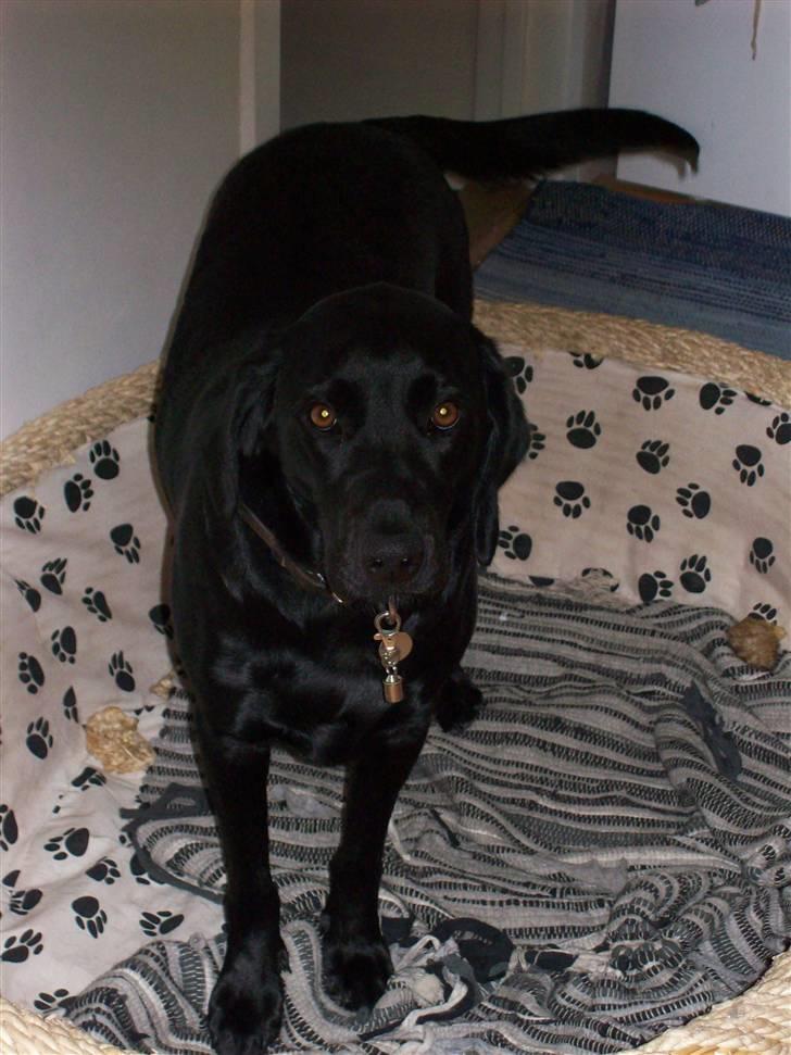 Labrador retriever Tilde billede 8