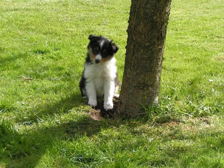 Shetland sheepdog Zinnia - Zinnia 8 uger gammel billede 6