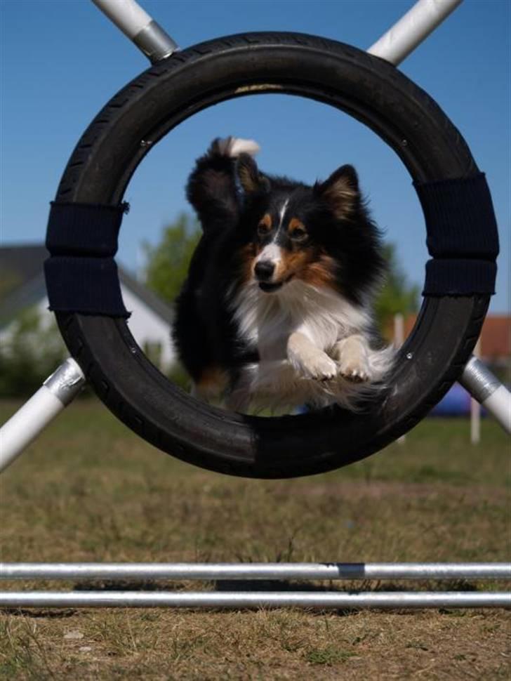 Shetland sheepdog Zinnia billede 7