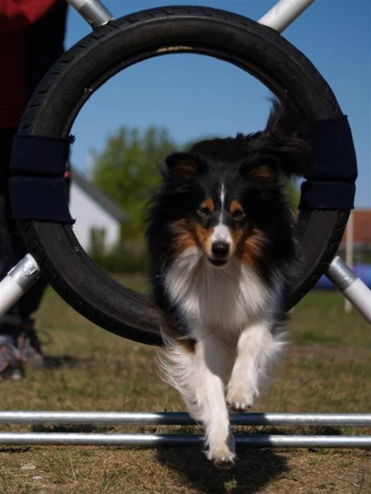 Shetland sheepdog Zinnia billede 8