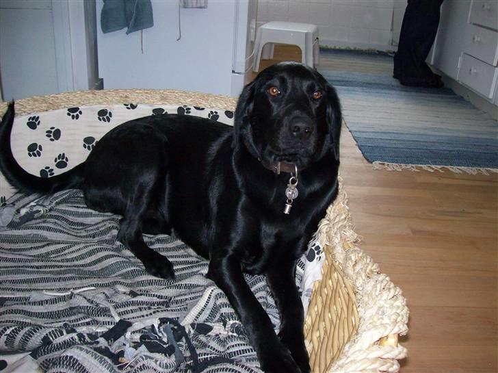 Labrador retriever Tilde billede 9