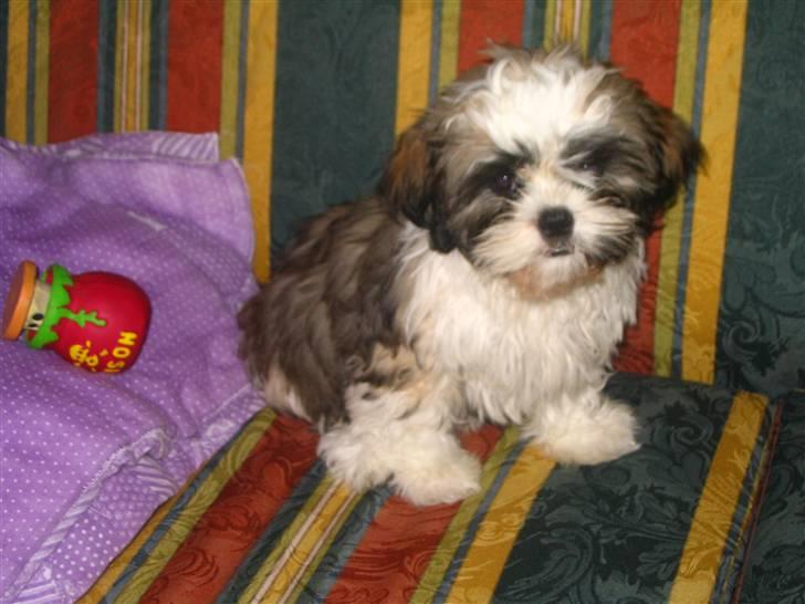 Shih tzu Timon billede 14