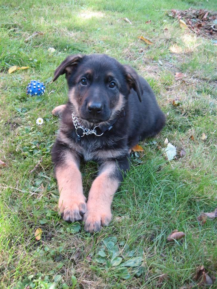 Schæferhund Cimba - er jeg ikke dejlig? billede 1