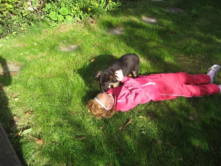 Schæferhund Cimba - Cimba og Camilla hygger billede 2