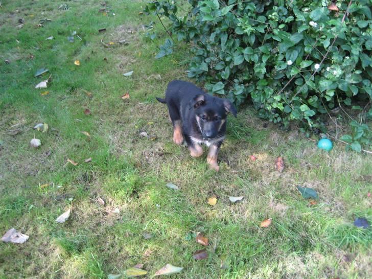 Schæferhund Cimba - mig i haven billede 3