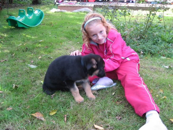 Schæferhund Cimba - vi hygger rigtigt  billede 4