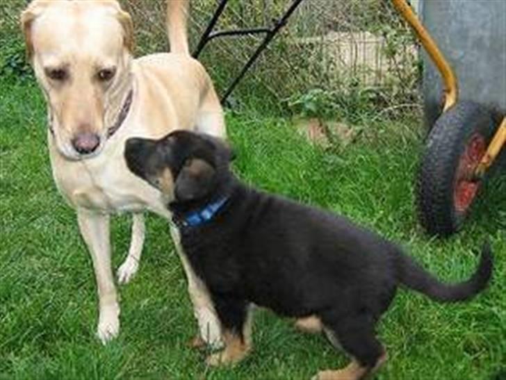 Schæferhund Cimba - Cimba hjemme ved sin opdrætter billede 5