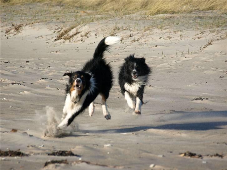 Border collie Baloo - fuld fart på vandhundene billede 20