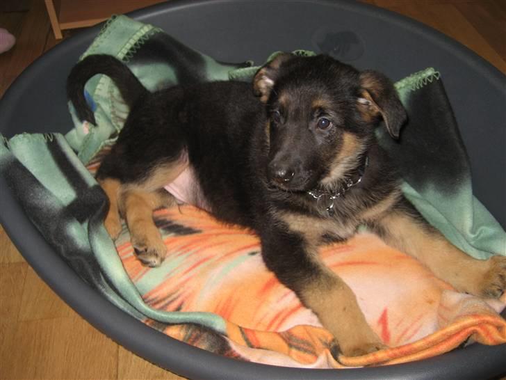 Schæferhund Cimba - jeg slapper af i min kurv billede 6