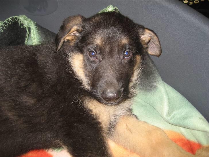 Schæferhund Cimba - er jeg ikke dejlig billede 7