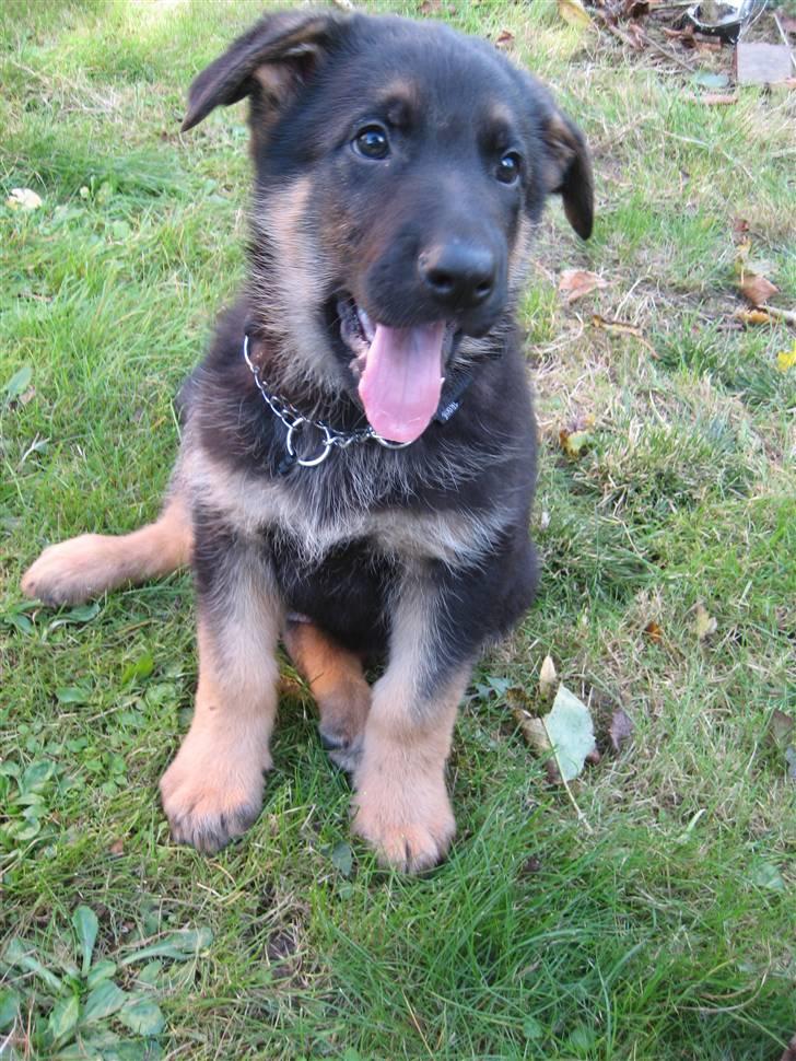 Schæferhund Cimba - i min have billede 8