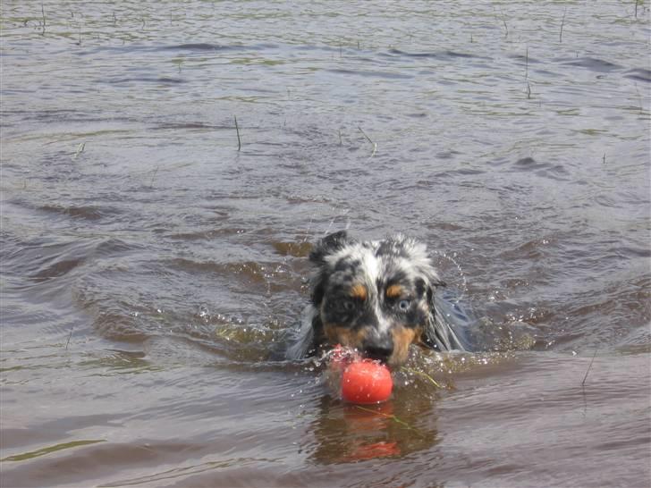 Australian shepherd PaintedMagic Captain Hook - Holger i en svømmede feltsøg billede 13