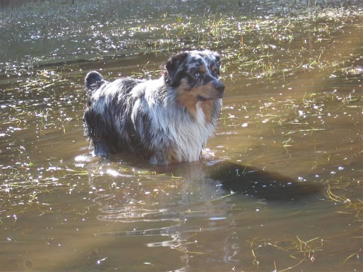 Australian shepherd PaintedMagic Captain Hook - min smukke Holger, han elsker vand billede 14