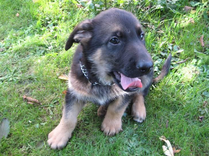 Schæferhund Cimba - i haven billede 9