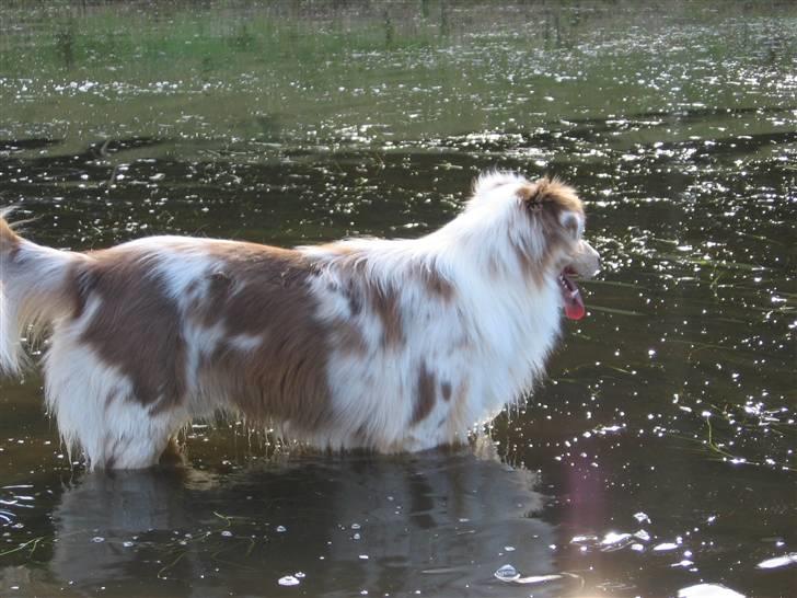 Australian shepherd Difloyds Ranchero - så går jeg altså heller ikke længer ud billede 13