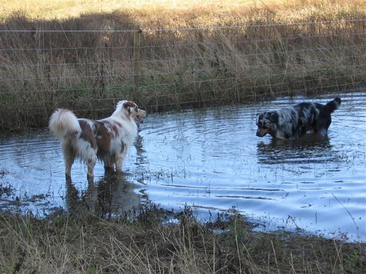 Australian shepherd Difloyds Ranchero - sjovt har vi det billede 14
