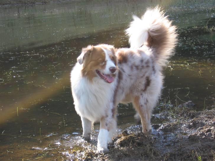 Australian shepherd Onedis Oden  - mudder og vand og solen som går ned, så er der intet bedre billede 15