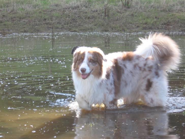 Australian shepherd Onedis Oden  - intet er så godt som vand på en varm dag billede 16
