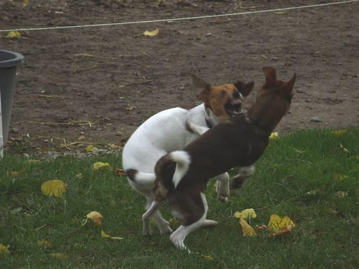 Blanding af racer Lotus - sådan går det når man ikke lader lotus i fred  billede 13