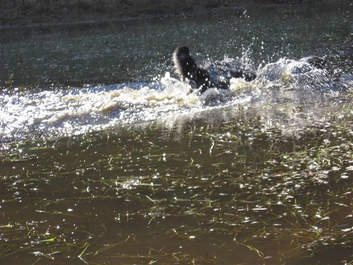 Australian shepherd PaintedMagic Captain Hook - når enden er god, Holger som dykand billede 15