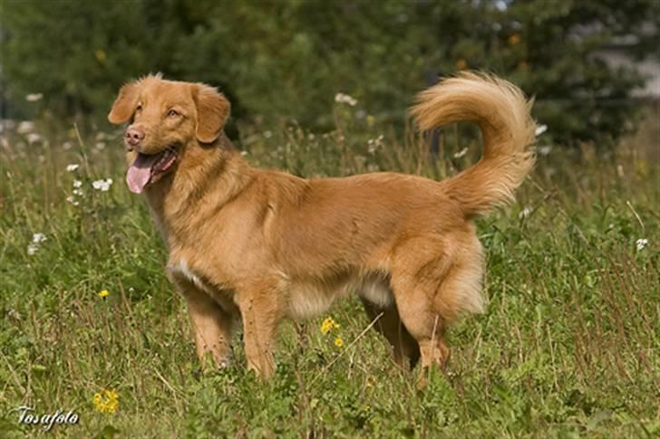 Nova scotia duck tolling retriever Shaggy tollers Cigi happy billede 2