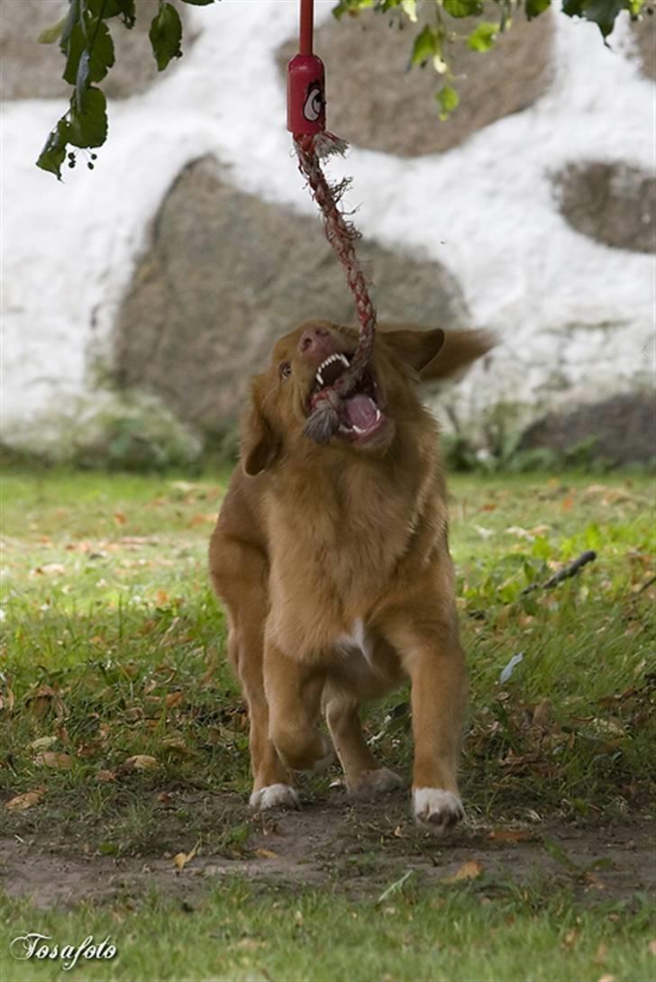 Nova scotia duck tolling retriever Shaggy tollers Cigi happy billede 3