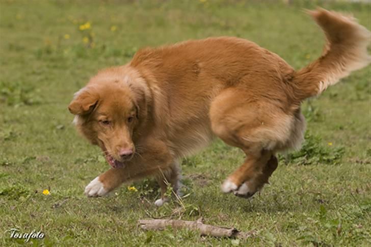 Nova scotia duck tolling retriever Shaggy tollers Cigi happy billede 4