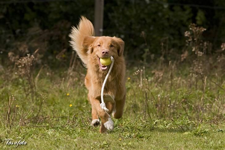 Nova scotia duck tolling retriever Shaggy tollers Cigi happy billede 6