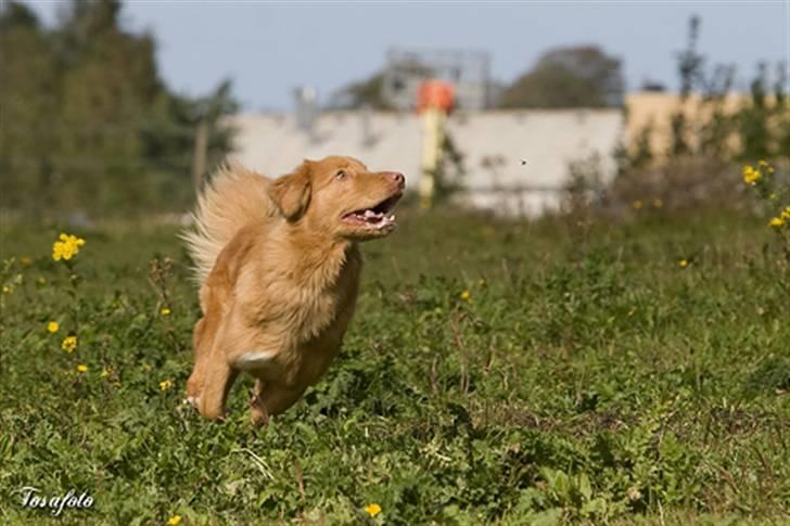 Nova scotia duck tolling retriever Shaggy tollers Cigi happy billede 7