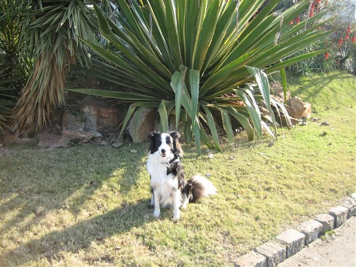 Border collie Staunsbjerg's Pasha - Pasha som fotomodel igen. billede 19
