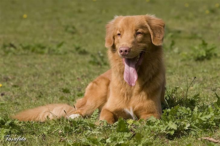 Nova scotia duck tolling retriever Shaggy tollers Cigi happy billede 10