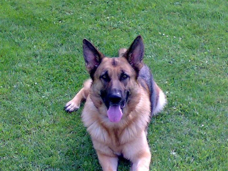 Schæferhund Sara - Her er Sara på sin afdækning hvor hun skal blive mens føre er i skjul  billede 1