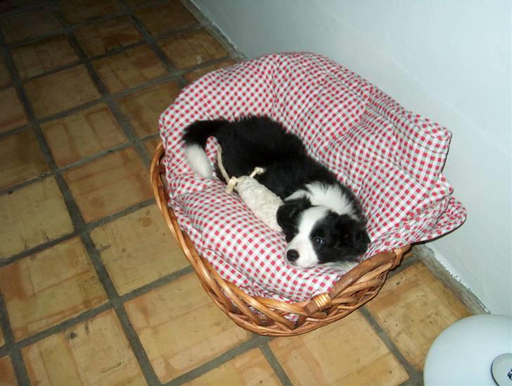 Border collie Staunsbjerg's Pasha - Nu vil jeg alså sove ! billede 20
