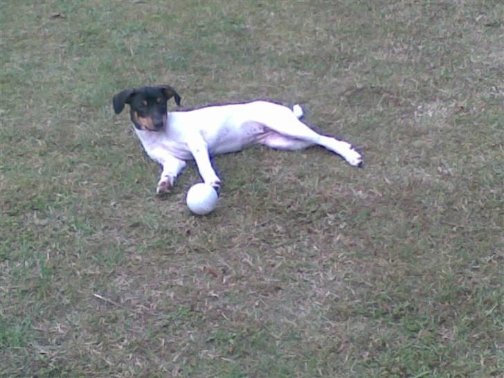 Dansk svensk gaardhund nemesis billede 2