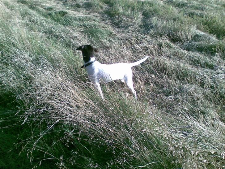 Dansk svensk gaardhund nemesis billede 5