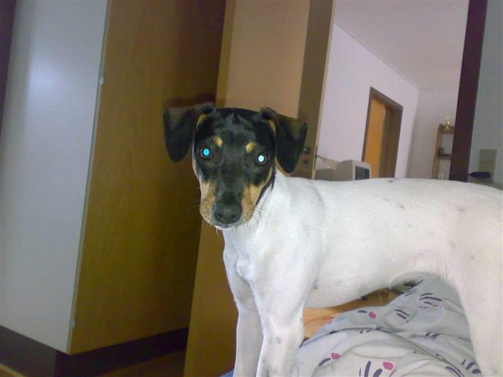 Dansk svensk gaardhund nemesis billede 6