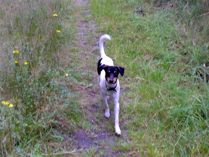 Dansk svensk gaardhund nemesis billede 7