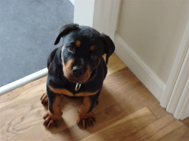 Rottweiler Buster - se hvor fin jeg er.. hehe billede 11