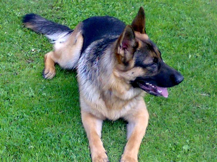 Schæferhund Sara - Her ligger Hassan og slapper ag billede 2