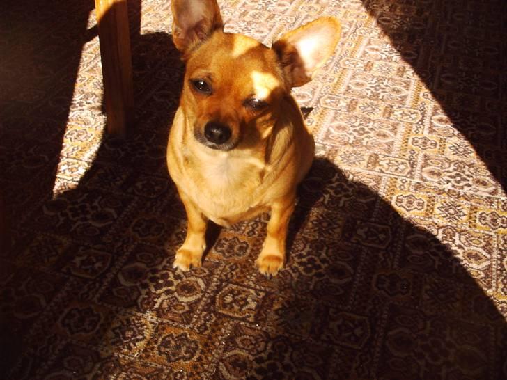 Chihuahua Jasmin billede 1