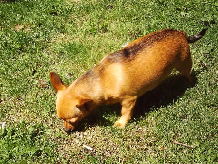 Chihuahua Jasmin billede 2