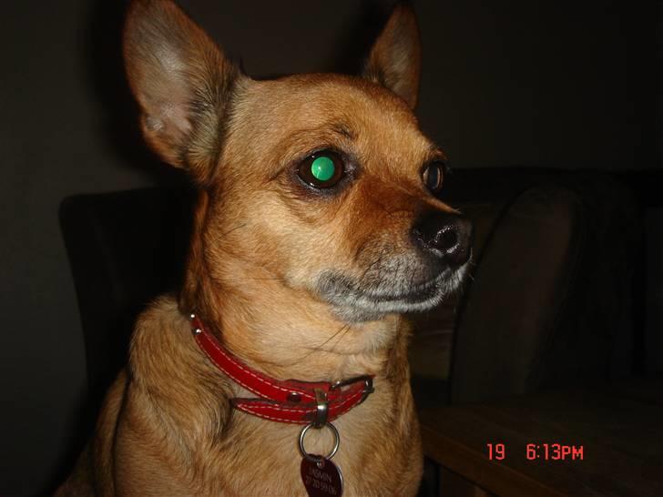 Chihuahua Jasmin billede 3