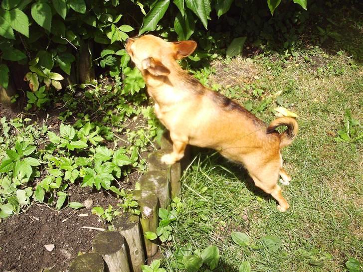 Chihuahua Jasmin billede 4