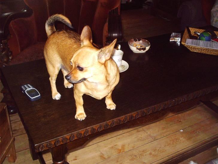 Chihuahua Jasmin billede 5