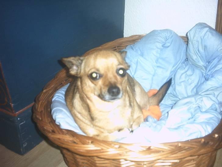 Chihuahua Jasmin billede 6