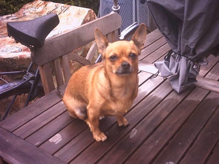 Chihuahua Jasmin billede 7