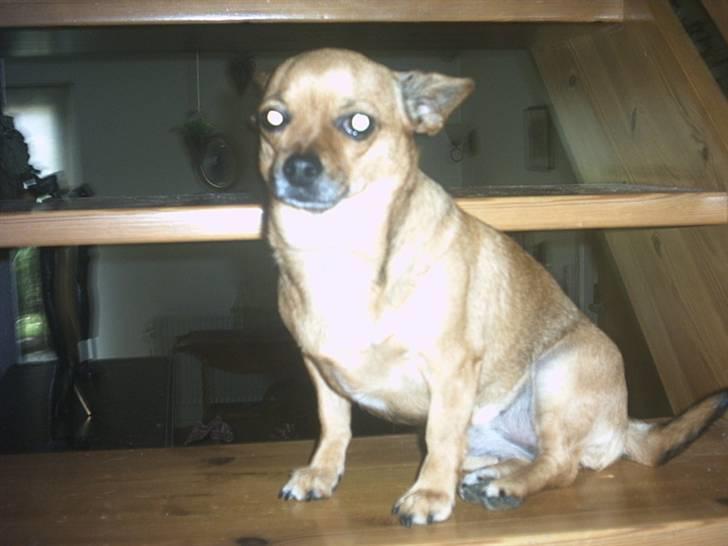 Chihuahua Jasmin billede 8